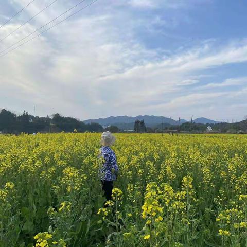 婺源花黄春盎然