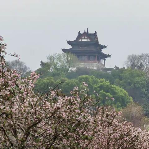 “诗和远方”甜园文学社采风团湖北境内游花絮集锦