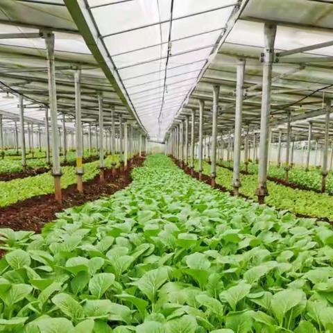 海口五项举措加强疫情期间蔬菜保供