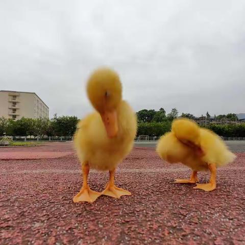 想要自己孩子好，得做到以下