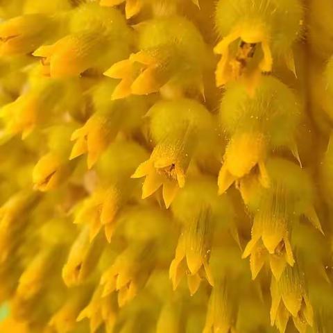 要是人生是黑夜