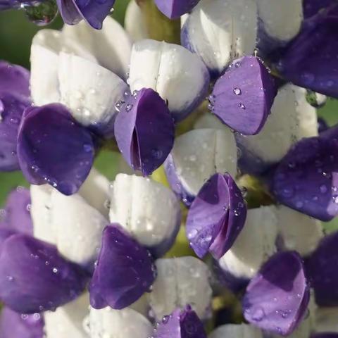 2021年玉渊潭鲁冰花