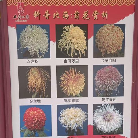 2022年北海菊花展板