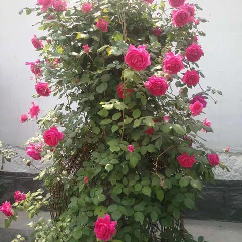 谁都说自己的家乡好有广场能跳舞，能扭秧歌，能下棋，能放电影，孩子们能读书，老人们有玩的地方，请为咱村点赞