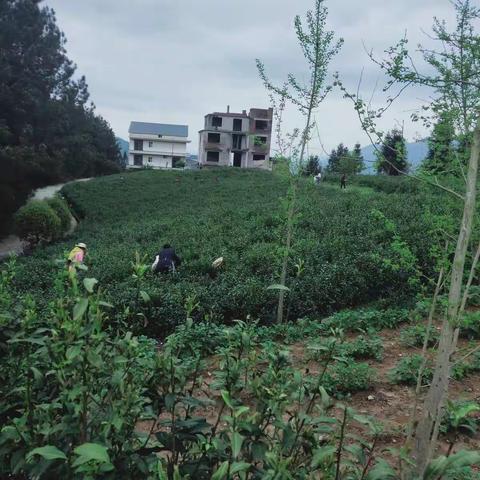 清明、忆起那份爱