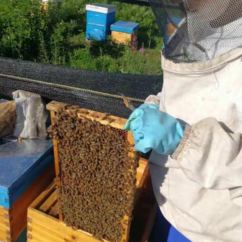 椅子圈管护区发展管护区经济既全民创业