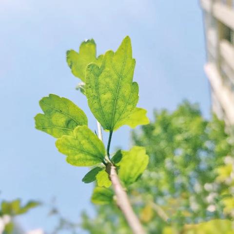 春光正盛，你好四月——苹果🍎二班