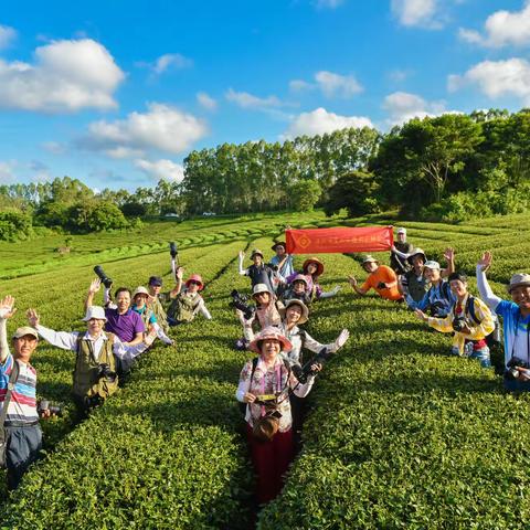 霞山区摄影家协会部分会员在廉江后塘村茗上茗茶场采风活动