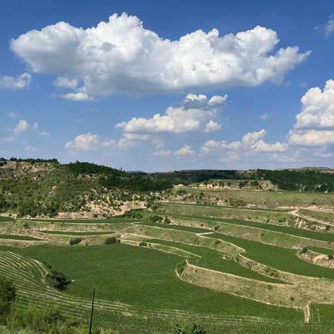 杏河镇牛寨村“喜迎二十大，共同庆七一”半年工作成果观摩暨党员集体政治生日活动