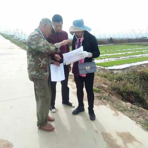 农技中心技术人员到乌烈镇峨港村水稻新品种示范基地落实播种情况