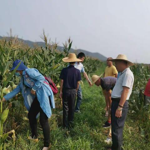 节假日期间农技中心主任陈金雄带领技术人员到昌化镇先南村调查玉米种植户电话投诉玉米伪劣种子。