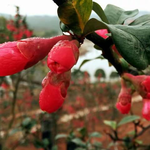 美丽乡村金甲古镇