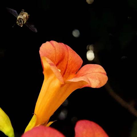 攀援的凌霄花