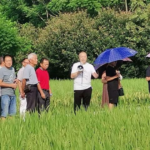 水稻品种展示田现场观摩