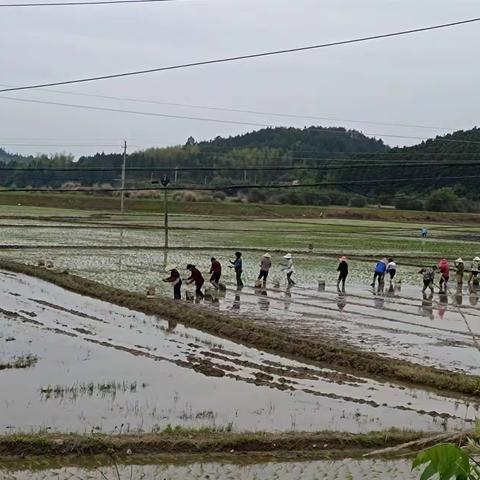 龙湖镇人大代表抢抓农时助春耕