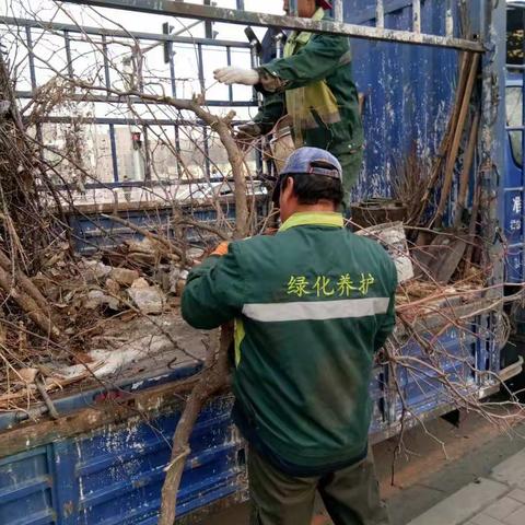 街路绿化养护工作 3.17