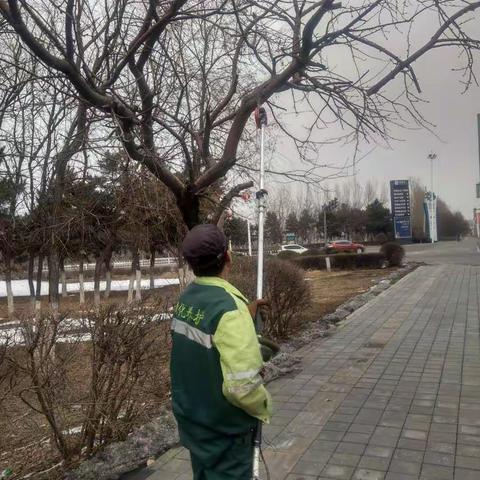 街路绿化养护工作 3.18