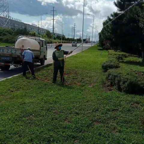 街路绿化养护工作信息