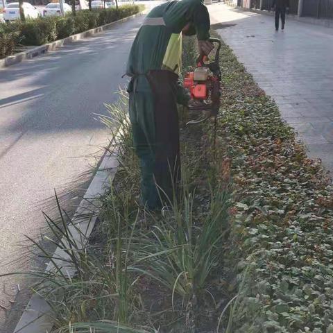 街路绿化养护工作信息