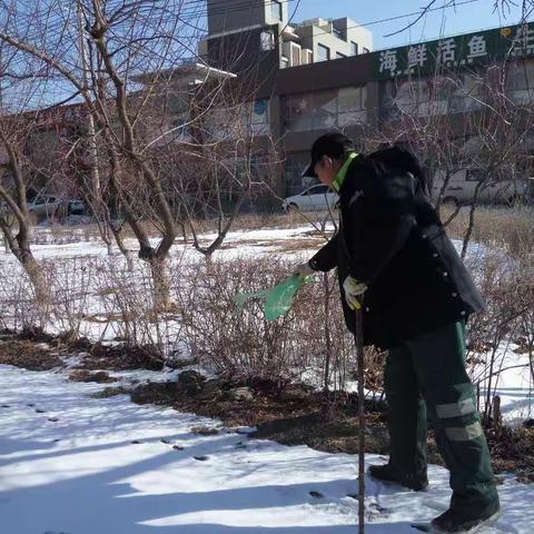 街路绿化养护工作 3.16