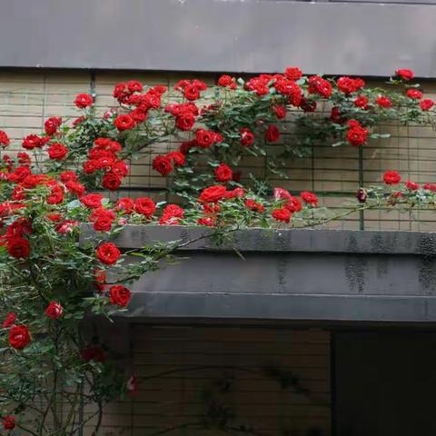 不逐群芳艳、独享四时春