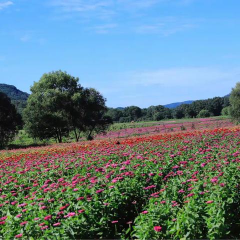 母女一起逛花海