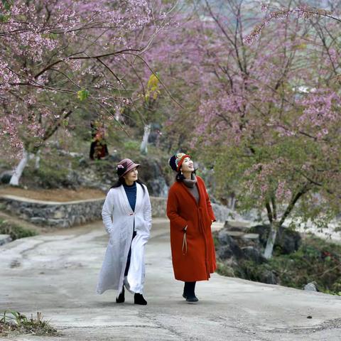 樱花恋歌——行摄广西河池市金城江樱花园