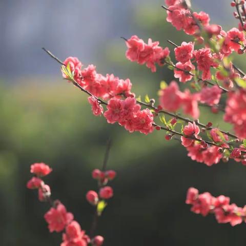 阳春三月 陌上花开