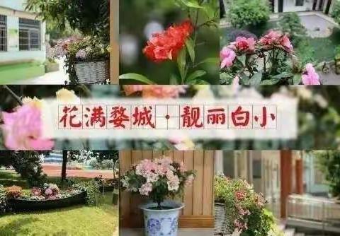 百花齐放春满园，教学提质最馨香——白龙桥小学3～5年级质量分析线上研讨会