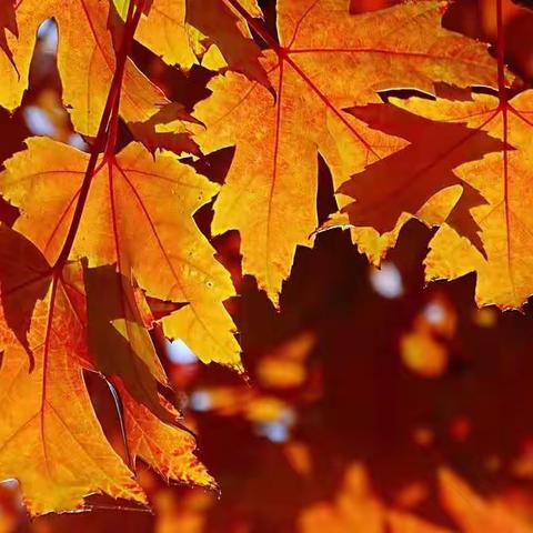 【世界骨质疏松日】陕西省核工业二一五医院进行义诊等公益活动