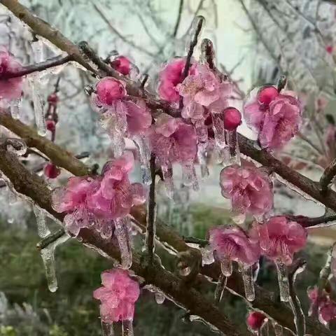 好想和你一起去看雪！