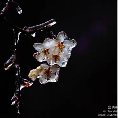 冰花盛开，温暖寒冬–晋西幼儿园太阳☀三班制作冰花活动记录