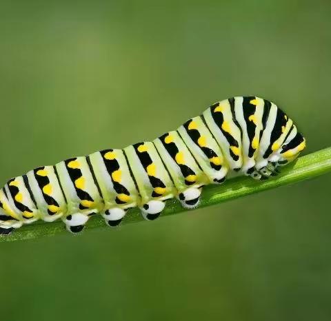 综合游戏《可爱的毛毛虫🐛》小一班殷老师