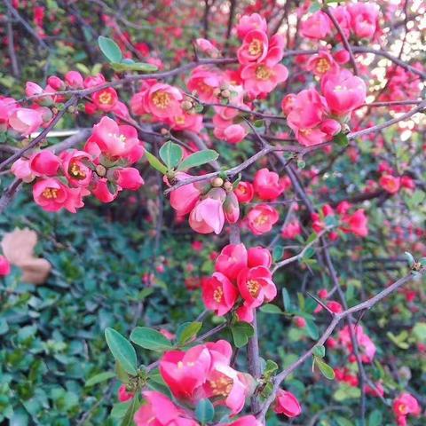 [绿色沁源，奋进素幼]中三班第五届“筝翔蓝天、放飞梦想”风筝节剪影