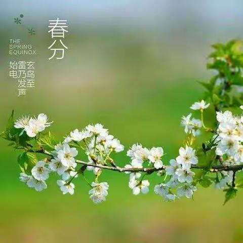 小六班春分🌱主题活动