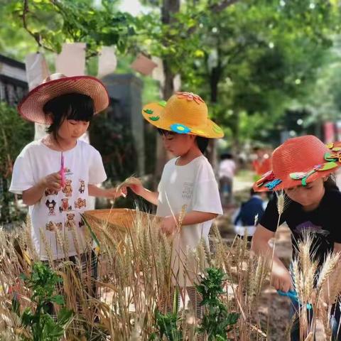 【学前教育宣传月】幼小衔接，我们在行动——小麦丰收季