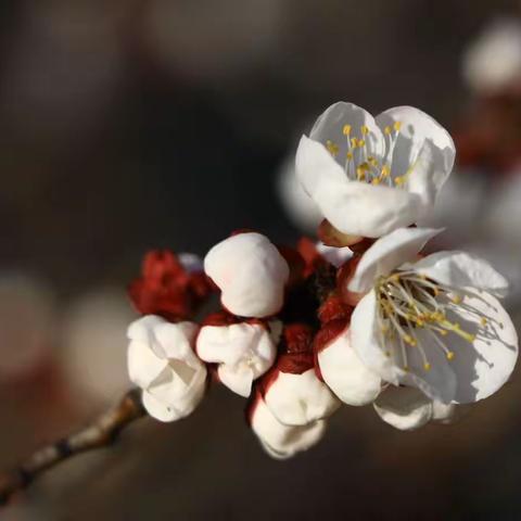 花枝俏，春来早！