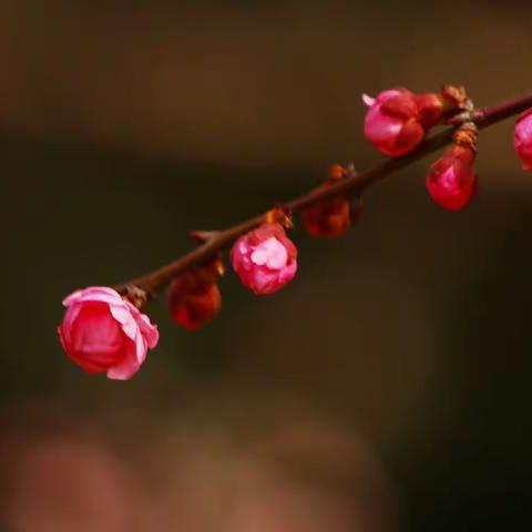 梅杏争春，百花吐艳