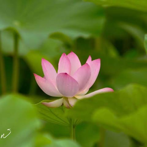 为“荷”而来，“影荷”美丽