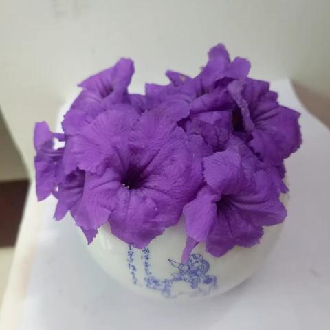 鲜花酸碱指示剂之——牵牛花遇见小橘子...