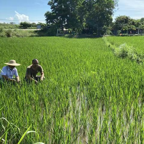 昌江县良种场在疫情期间兼顾对粮食、蔬菜生产的指导工作