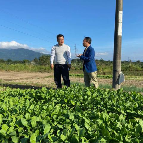 县现代农业发展服务中心林日波主任带队到我县常年蔬菜基地开展调研工作