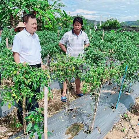 县热作中心到七叉镇指导农户做好灾后病虫害防治工作