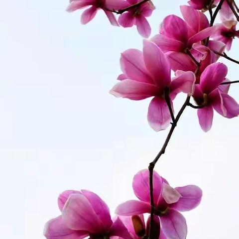 停课不停学 “疫”路在一起         ——城关二小英语组在行动﻿