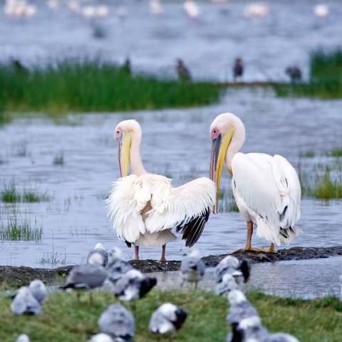 美丽非洲（十一）