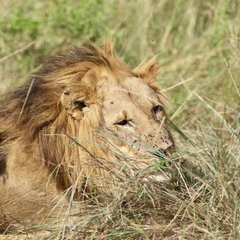 美丽非洲（十二）