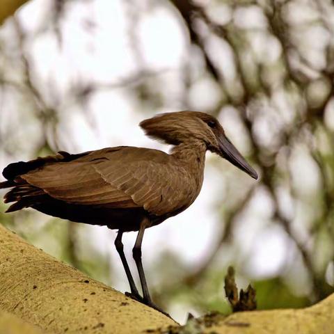 美丽非洲（九）
