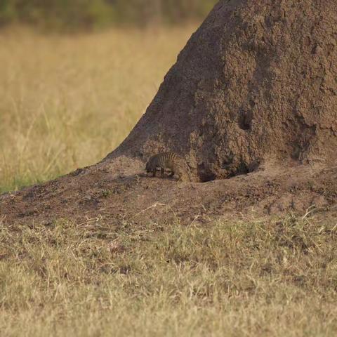 美丽非洲（七）