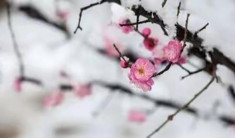 小春此去无多日 何处梅花一绽香