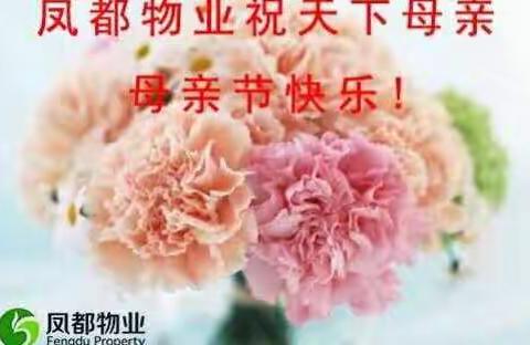 五月康乃馨  孝心献母亲